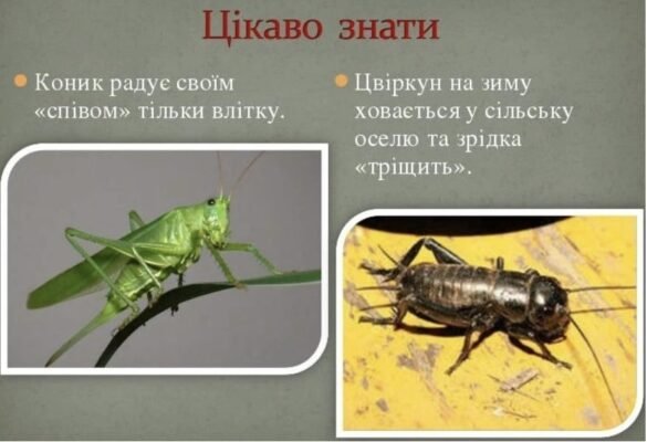 Цікаві факти про цвіркунів: незвичайні особливості та звички комахи