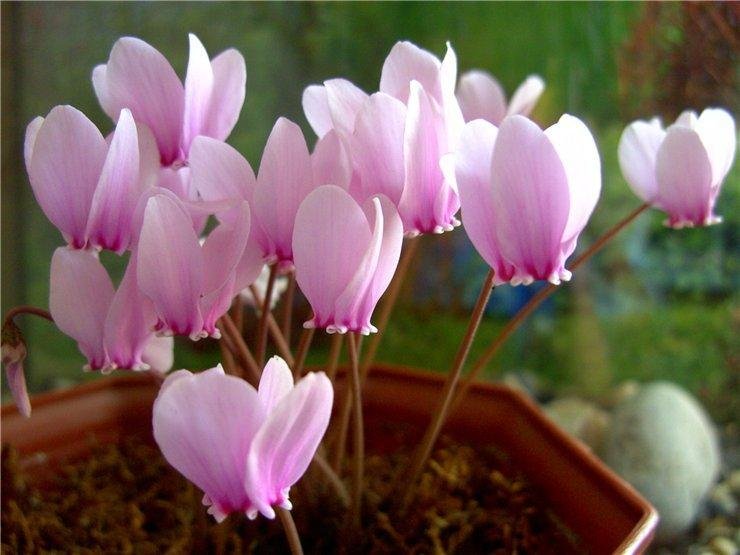 цікаві факти про рослини - презентація з природознавства