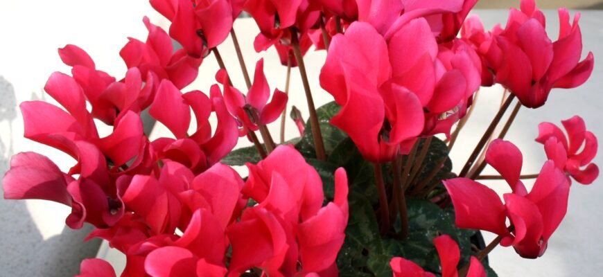 Цікаві факти про цикламен: що варто знати про цю загадкову рослину?
