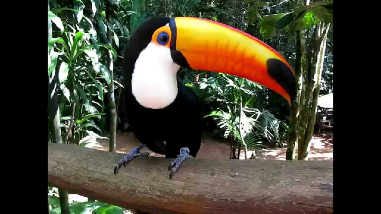 Тукан - цікаві факти
