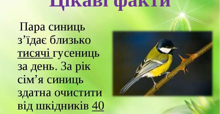 Цікаві факти про тукана: захоплююче життя барвистого птаха Цікаві факти про тукана: захоплююче життя барвистого птаха