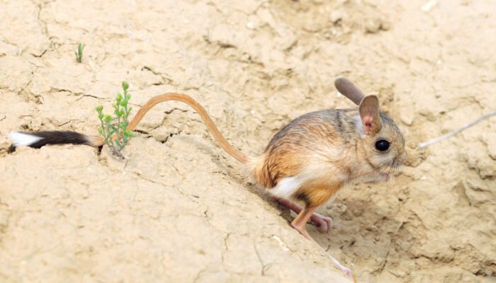 Цікаві факти про тушканчика: незвичайний реготун з пустелі Цікаві факти про тушканчика: незвичайний реготун з пустелі