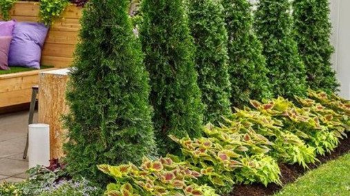 Цікаві факти про тую: історія, види та особливості деревця Цікаві факти про тую: історія, види та особливості деревця