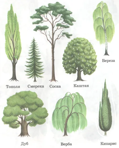 26 фактів про тую – 🧐 MillionFacts