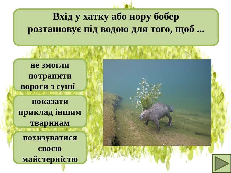 Процес будівництва греблі бобрами — цікаве відео