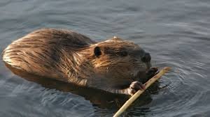 Цікаві факти про тварин-будівельників: від мурах до бобрів