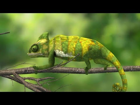 118 цікавих фактів про тварин 🦁 › ЮА Мігрант