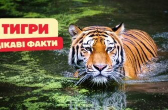 Цікаві факти про тигра: відкрийте невідомі сторони життя великих кішок