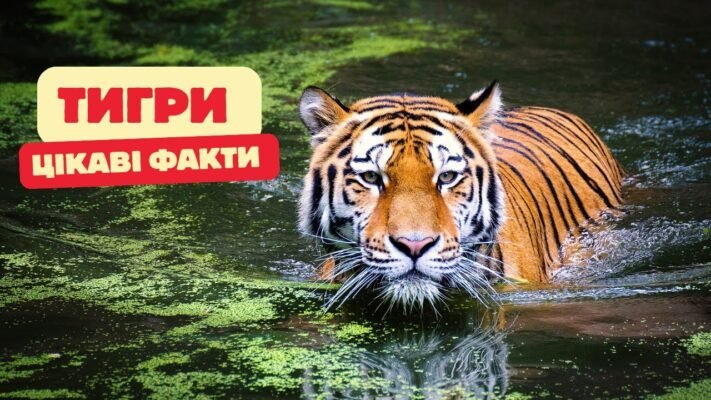 Цікаві факти про тигра: відкрийте невідомі сторони життя великих кішок