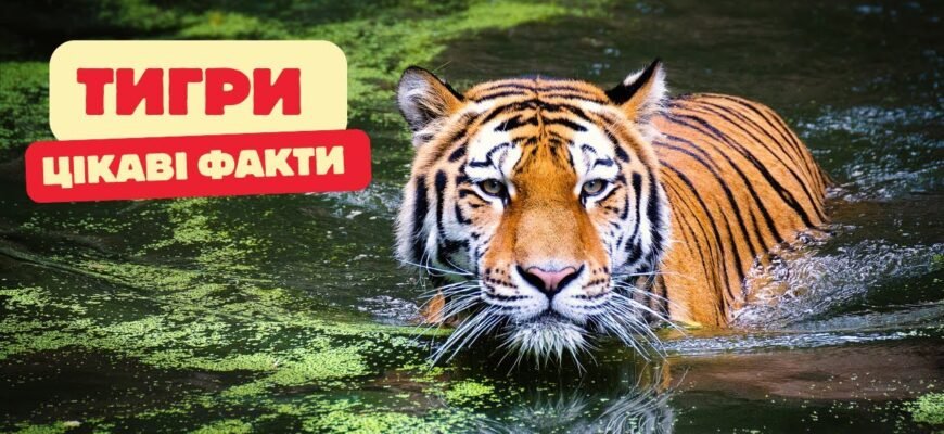 Цікаві факти про тигра: відкрийте невідомі сторони життя великих кішок
