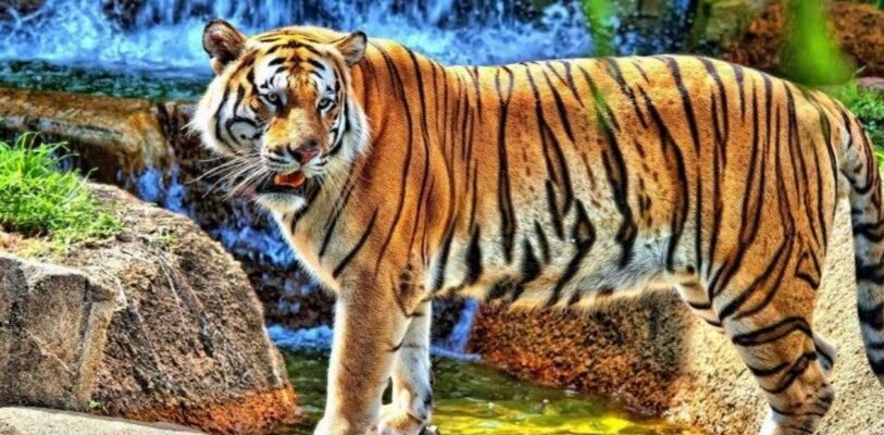 Цікаві факти про тигрів: відкрийте таємниці великих смугастих кішок Цікаві факти про тигрів: відкрийте таємниці великих смугастих кішок