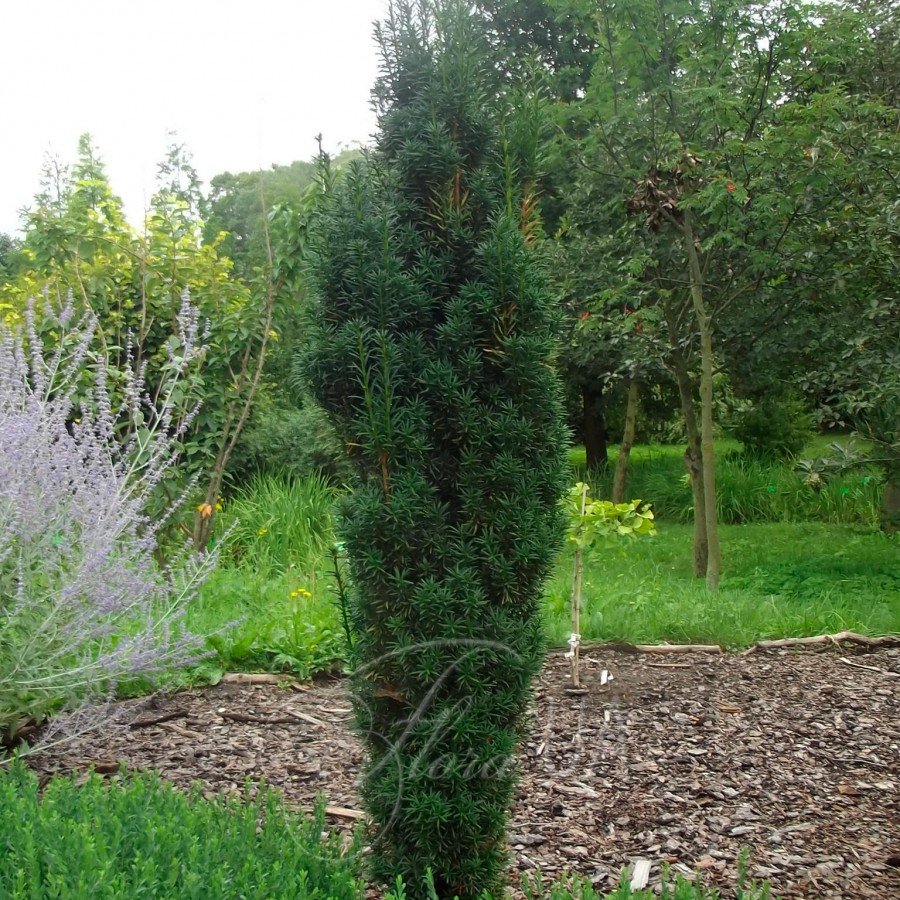 Тис ягідний Фастігіата