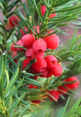 Цікаві факти про тис ягідний: історія, властивості та використання