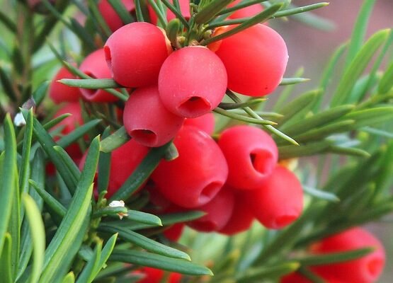 Цікаві факти про тис ягідний: історія, властивості та використання