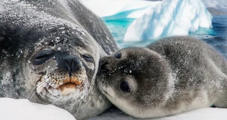 Цікаві факти про тюленів: відкрийте секрети морських мешканців!