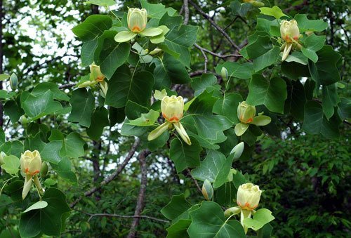 Цікаві факти про тюльпанове дерево: все, що ви не знали раніше