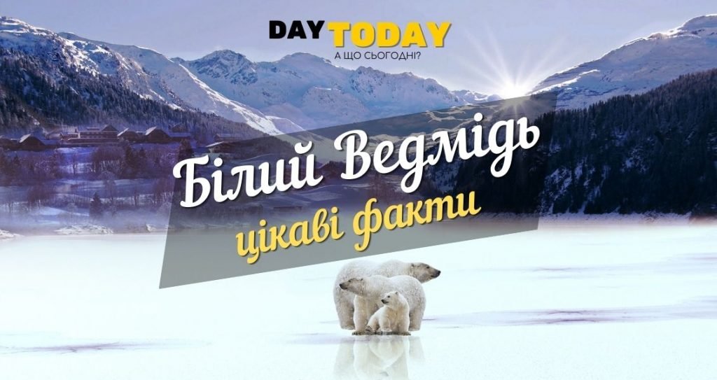 50 цікавих фактів про ведмедя | Цікаво і корисно знати про ведмедів