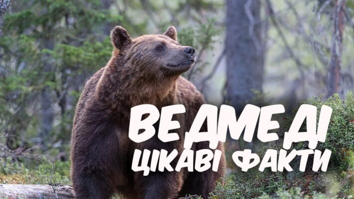Цікаві факти про ведмедів: дізнайтеся більше про цих захопливих тварин