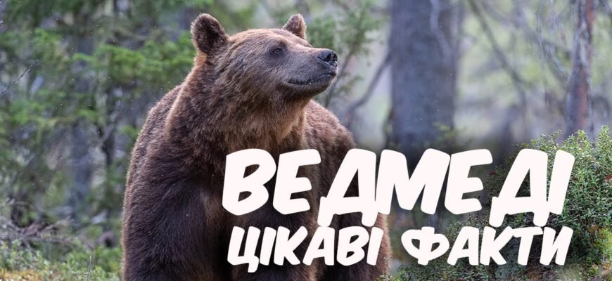 Цікаві факти про ведмедів: дізнайтеся більше про цих захопливих тварин Цікаві факти про ведмедів: дізнайтеся більше про цих захопливих тварин