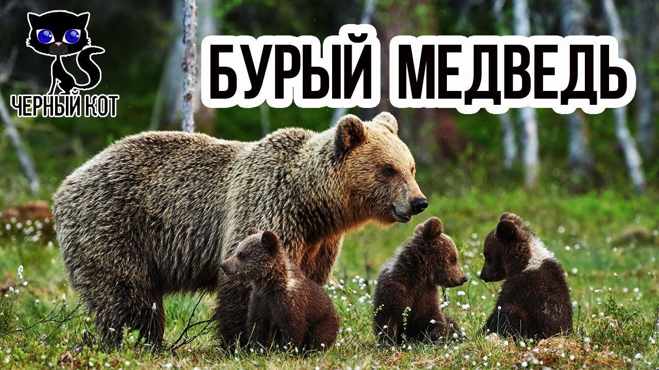 35 цікавих фактів про мурахоїдів – 🧐 MillionFacts