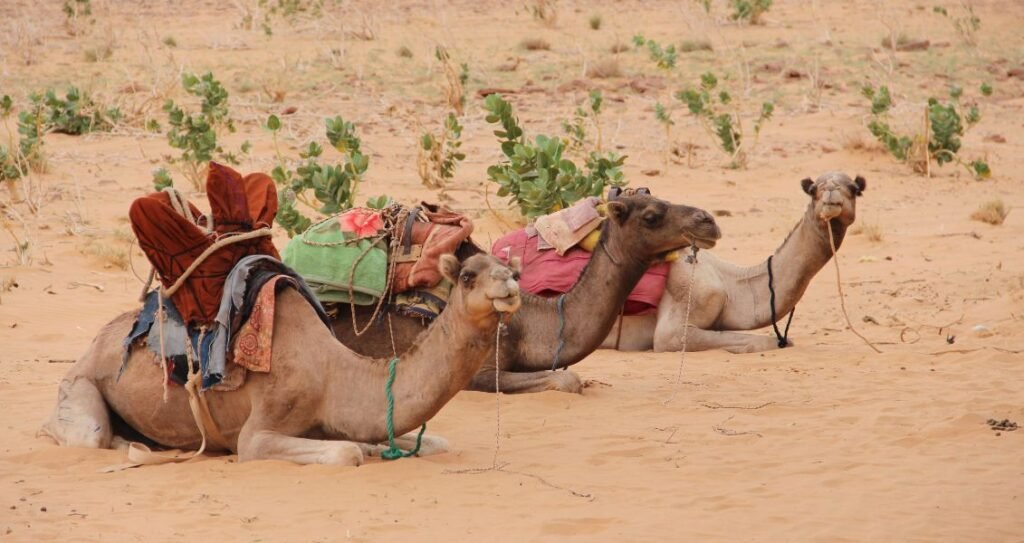 Цікаві факти про верблюдів - DAY TODAY