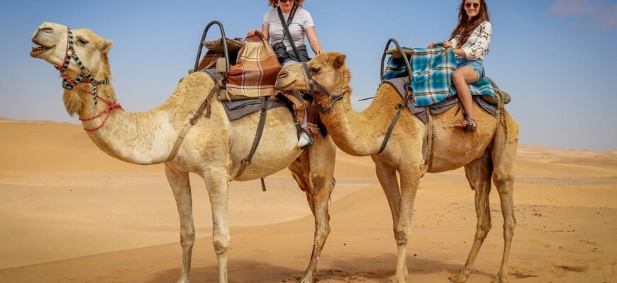 Цікаві факти про верблюдів: відкрийте таємниці цих пустельних велетнів Цікаві факти про верблюдів: відкрийте таємниці цих пустельних велетнів