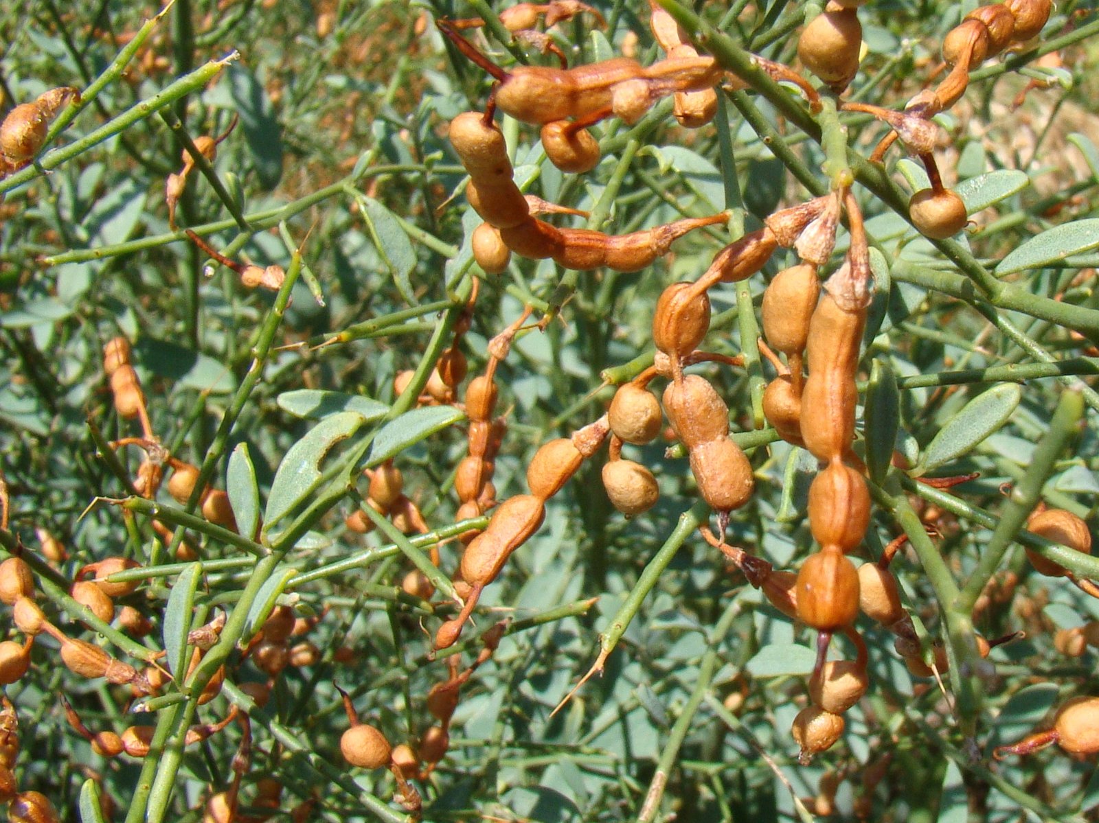 Верблюжья колючка — Википедия