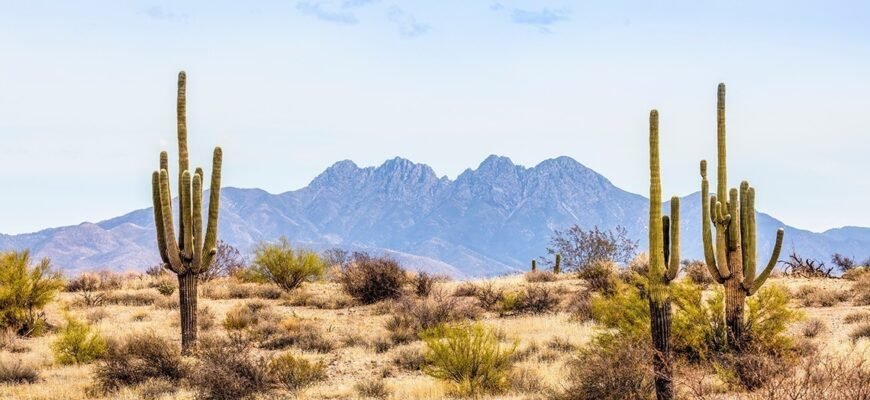 Цікаві факти про верблюжу колючку: унікальна рослина пустель Цікаві факти про верблюжу колючку: унікальна рослина пустель