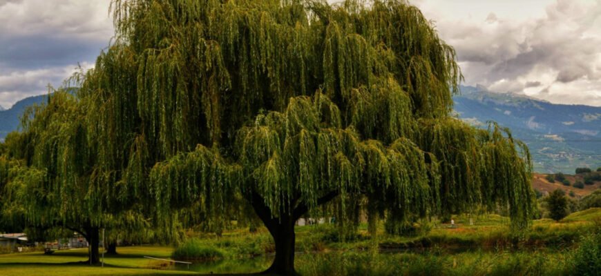 Цікаві факти про вербу: незвичайні властивості та значення рослини