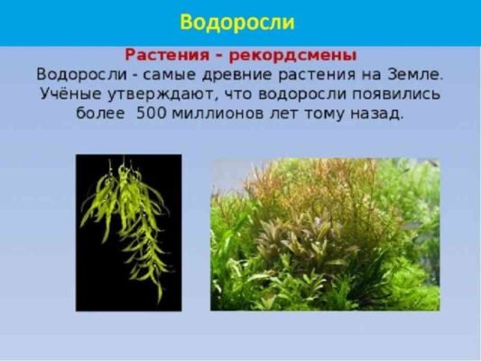 Цікаві факти про водорості: неймовірні властивості та використання