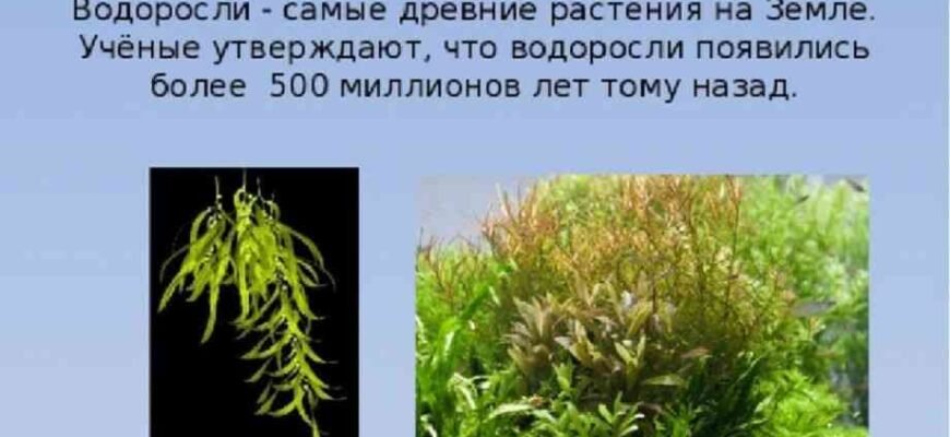 Цікаві факти про водорості: неймовірні властивості та використання