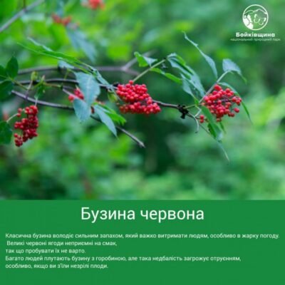 Цікаві факти про вовчі ягоди: що приховують ці небезпечні рослини?