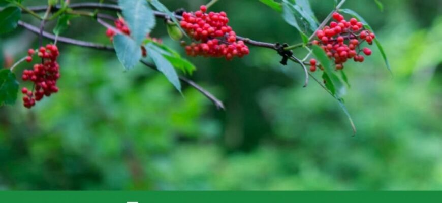 Цікаві факти про вовчі ягоди: що приховують ці небезпечні рослини? Цікаві факти про вовчі ягоди: що приховують ці небезпечні рослини?