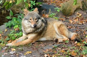 Цікаві факти про вовків: усе, що ви хотіли знати про цих хижаків