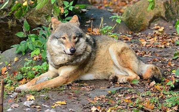 Цікаві факти про вовків: усе, що ви хотіли знати про цих хижаків