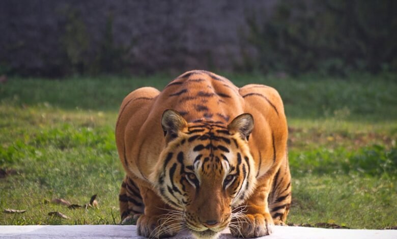 ЦІКАВІ ФАКТИ ПРО ВИДРУ 🔴 Видри майстерно маскують свої домівки ...