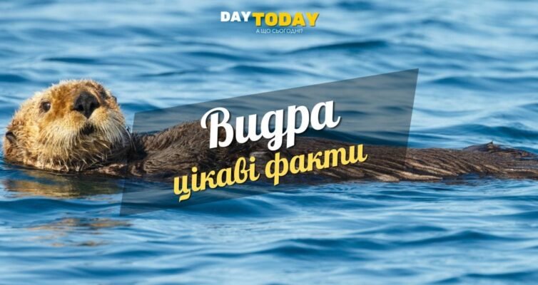 Цікаві факти про видру: дізнайтесь більше про цих загадкових тварин Цікаві факти про видру: дізнайтесь більше про цих загадкових тварин