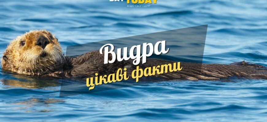Цікаві факти про видру: дізнайтесь більше про цих загадкових тварин