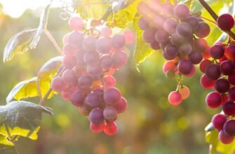 Цікаві факти про виноград: історія, користь та незвичайні властивості