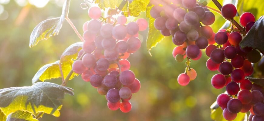 Цікаві факти про виноград: історія, користь та незвичайні властивості Цікаві факти про виноград: історія, користь та незвичайні властивості