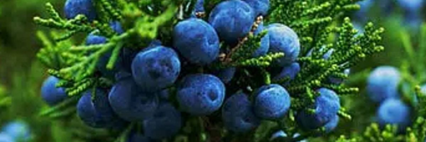 Цікаві факти про ялівець: секрети, властивості та застосування