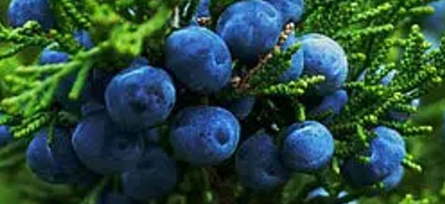 Цікаві факти про ялівець: секрети, властивості та застосування