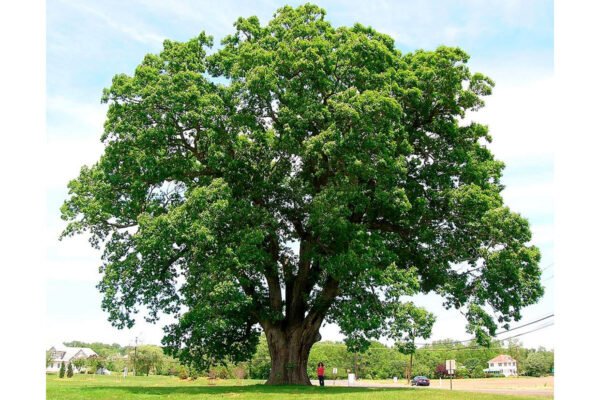 Цікаві факти про ясен: корисні властивості та застосування дерева