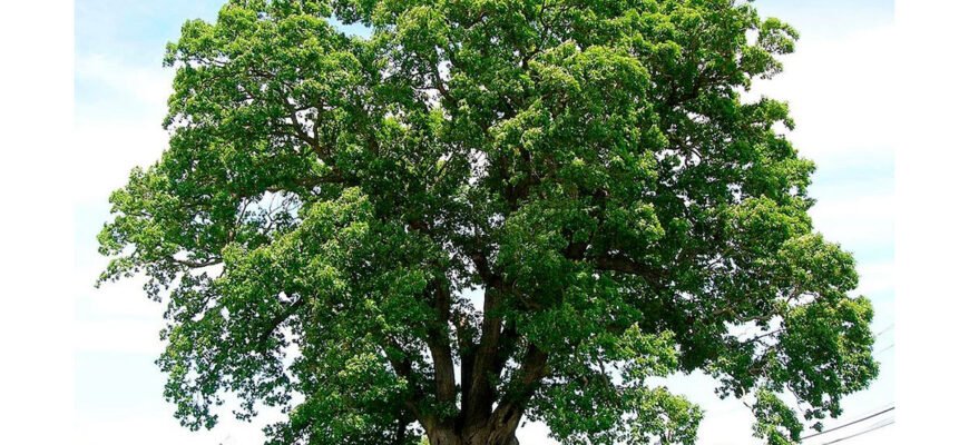 Цікаві факти про ясен: корисні властивості та застосування дерева Цікаві факти про ясен: корисні властивості та застосування дерева