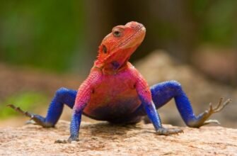 Цікаві факти про ящірок: неймовірні особливості світу рептилій