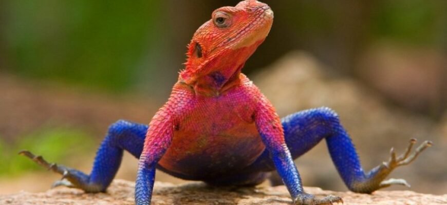 Цікаві факти про ящірок: неймовірні особливості світу рептилій Цікаві факти про ящірок: неймовірні особливості світу рептилій