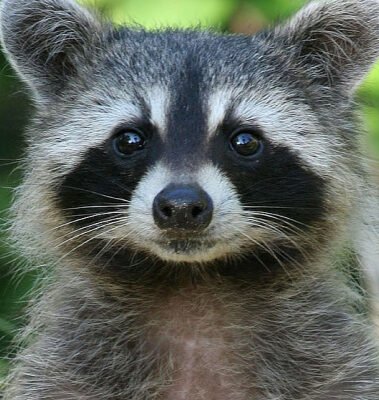 Цікаві факти про єнота-полоскуна: що робить його особливим? Цікаві факти про єнота-полоскуна: що робить його особливим?