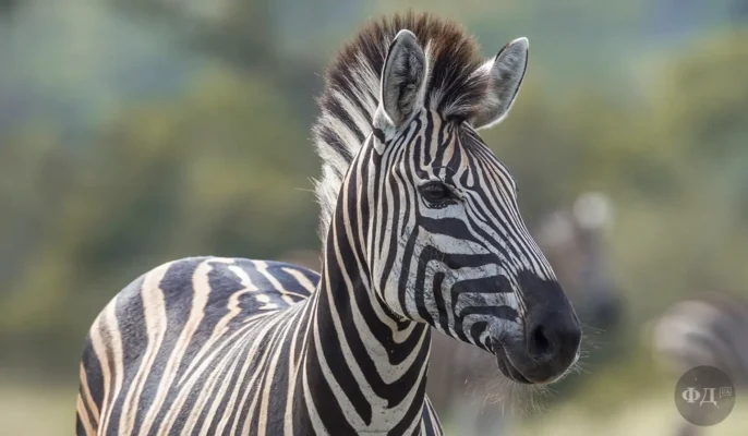 Цікаві факти про зебру: відкрийте незвичайний світ чорно-білих смуг