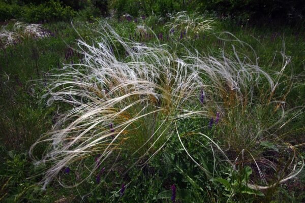 Цікаві факти про Зелену книгу України: відкрийте природні скарби країни