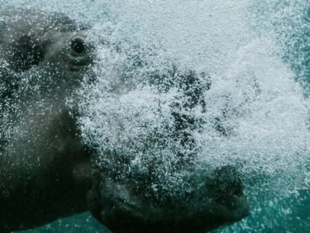 Цікаві факти про амфібій - презентация онлайн